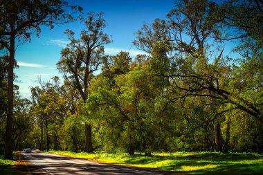 Güzel, kocaman Tuart Ağaçları. Dünyada eşi benzeri olmayan bir şey. Bazı Tuart ormanları kıyı şeridinin bu kısmı boyunca uzanır. Capel WA yakınlarında.