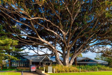 Busselton, WA - Avustralya 07-26-2022. Busselton Foreshore, kulüpler, restoranlar, oyun alanları ve büyük ağaçlardan oluşur..