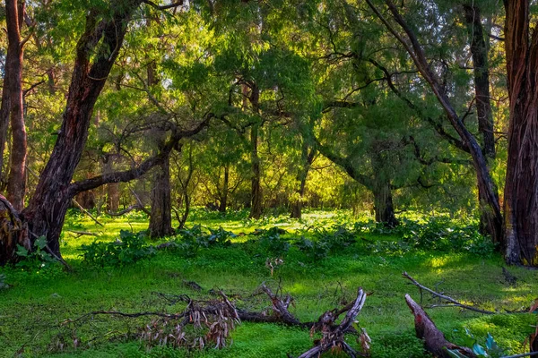 Schöne Riesige Tuart Bäume Einzigartig Auf Der Welt Entlang Dieses — Stockfoto