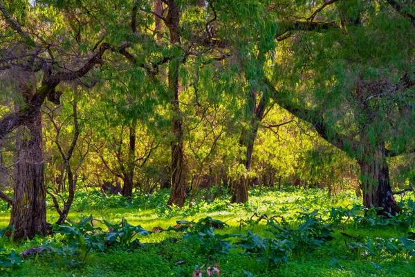 Schöne Riesige Tuart Bäume Einzigartig Auf Der Welt Entlang Dieses — Stockfoto