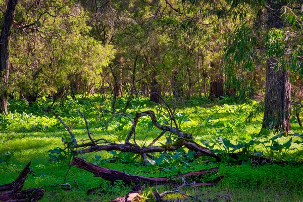 美丽的塔特树 世界上的一种动物 图阿雷特的一些森林沿着海岸线的这一部分伸展开来 西沙群岛Capel附近 — 图库照片