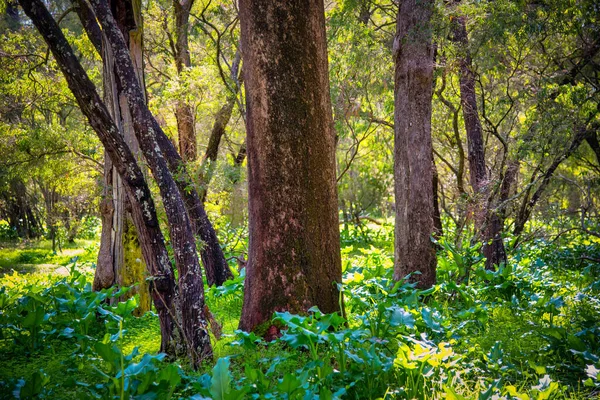 Grandes Árvores Tuart Bonitas Tipo Mundo Várias Florestas Tuart Estendem — Fotografia de Stock