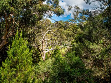Kings Park ve Botanik Bahçesi Perth Water 'a ve Batı Avustralya' nın Perth kentinin merkez ticaret bölgesine tepeden bakan 400.6 hektarlık bir parktır..