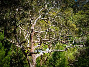 Kings Park ve Botanik Bahçesi Perth Water 'a ve Batı Avustralya' nın Perth kentinin merkez ticaret bölgesine tepeden bakan 400.6 hektarlık bir parktır..
