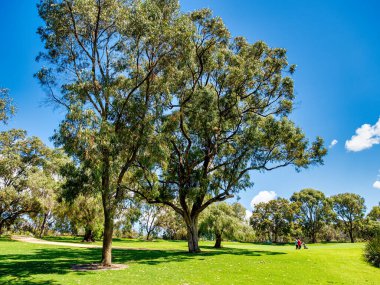 Kings Park ve Botanik Bahçesi Perth Water 'a ve Batı Avustralya' nın Perth kentinin merkez ticaret bölgesine tepeden bakan 400.6 hektarlık bir parktır..