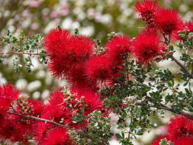 Kings Park ve Botanik Bahçesi Perth Water 'a ve Batı Avustralya' nın Perth kentinin merkez ticaret bölgesine tepeden bakan 400.6 hektarlık bir parktır..