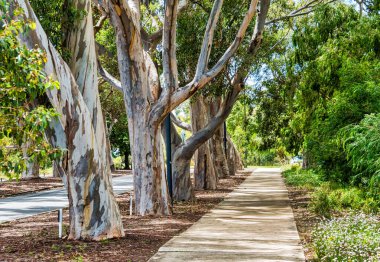Kings Park ve Botanik Bahçesi Perth Water 'a ve Batı Avustralya' nın Perth kentinin merkez ticaret bölgesine tepeden bakan 400.6 hektarlık bir parktır..