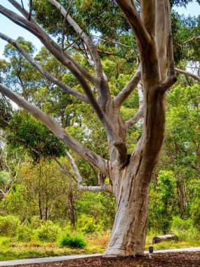 Kings Park ve Botanik Bahçesi Perth Water 'a ve Batı Avustralya' nın Perth kentinin merkez ticaret bölgesine tepeden bakan 400.6 hektarlık bir parktır..