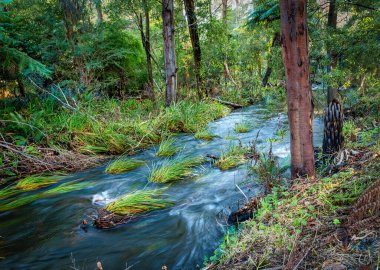 Yarra, Warburton da dahil olmak üzere birkaç kasabadan geçer.