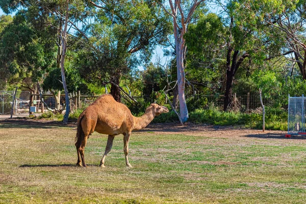 Верриби Вмц Австралия 2021 Camel Werribee — стоковое фото