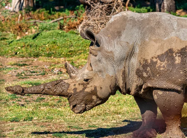 Werribee Vic Australia 2021 Rhino Zoológico Campo Abierto Werribee Melbourne — Foto de Stock