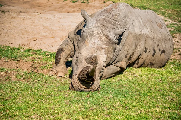 Rhino Zoológico Abierto Werribee Melbourne — Foto de Stock
