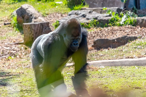 Werribee Vic Australie 2021 Gorille Des Basses Terres Ouest Zoo — Photo