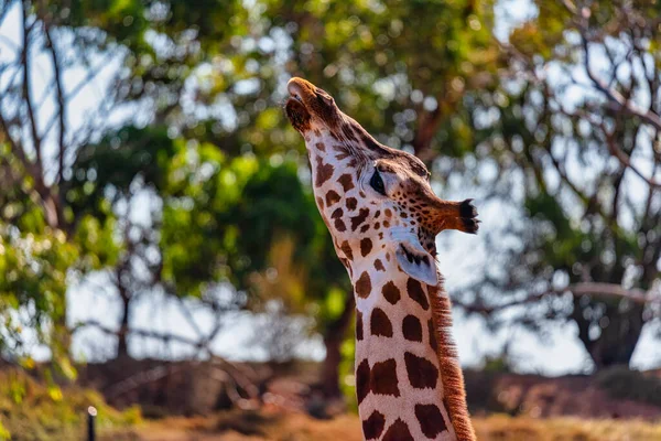Werribee Vic Australie 2021 Girafe Zoo Werribee Open Range Melbourne — Photo