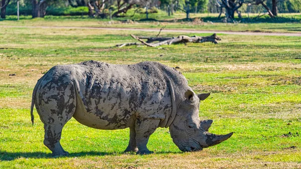 Werribee Vic Australia 2021 Rhino Zoológico Campo Abierto Werribee Melbourne — Foto de Stock