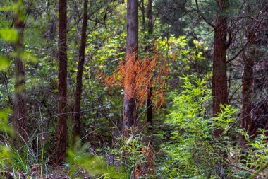 Walpole, doğayı ve patikaları seviyorsan tatil için harika bir yerdir..