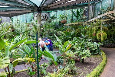 Cairns, Queensland - Avustralya - 05-24-2025 Cairns Botanik Bahçeleri, Avustralya 'nın en iyi tropik bitki sergilerinden birine sahip olmasıyla ünlü tropik bir cennettir. Cairns, Queensland - Avustralya - 05-24-2025 The Cairns Botanik Bahçeleri bir tropikal bahçedir.