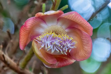 Cairns, Queensland - Avustralya - 05-24-2025 Cairns Botanik Bahçeleri, Avustralya 'daki en iyi tropikal bitki sergilerinden birine sahip olmakla ünlü bir tropikal cennettir..