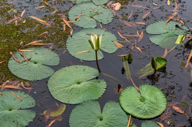 Cairns, Queensland - Avustralya - 05-24-2025 Cairns Botanik Bahçeleri, Avustralya 'daki en iyi tropikal bitki sergilerinden birine sahip olmakla ünlü bir tropikal cennettir..