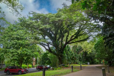 Cairns, Queensland - Avustralya - 05-24-2025 Cairns Botanik Bahçeleri, Avustralya 'daki en iyi tropikal bitki sergilerinden birine sahip olmakla ünlü bir tropikal cennettir..