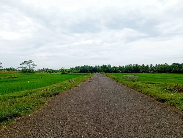 country road with rice fields on the right and left of the road