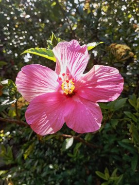Beautiful pink flowers that have bloomed