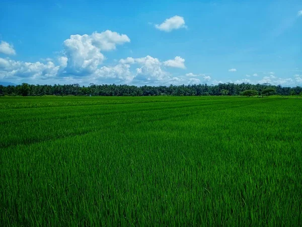 Rice fields that lie outside with a blue sky