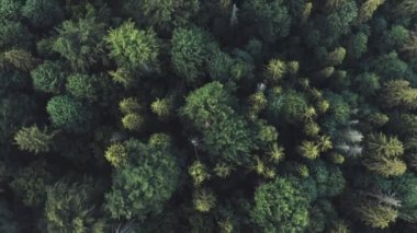 Bu video kozalaklı bir ormandaki ağaç tepelerinin havadan görüntüsünü içeriyor.