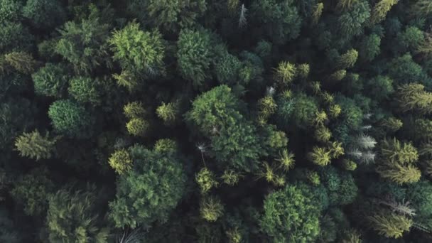Video Kozalaklı Bir Ormandaki Ağaç Tepelerinin Havadan Görüntüsünü Içeriyor — Stok video