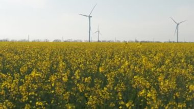 Colza arazisindeki yel değirmenleri. Colza şiddetli rüzgarda sallanıyor. Bahar.