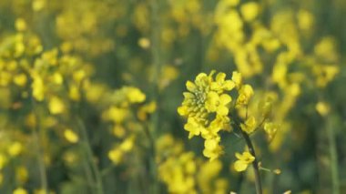 Sarı kanola rüzgarda sallanıyor. İlkbahar. Colza 'nın şiddetli rüzgarda sallanışını yakından çek. Bahar.