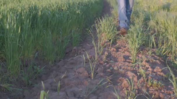 Male Farmers Feet Stepping Field Season Close Male Farmer Walking — Stock video