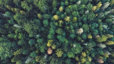 Gizemli bir yaprak döken kozalaklı ormandaki ağaçların havadan görünüşü. Günbatımında renkli bir ormanın kuş bakışı görüntüsü.