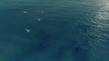 Gün batımında okyanusun üzerinde uçan martıların havadan görünüşü. Küçük bir martı sürüsü okyanus yüzeyinde uçuyor..