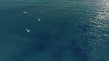 Gün batımında okyanusun üzerinde uçan martıların havadan görünüşü. Küçük bir martı sürüsü okyanus yüzeyinde uçuyor..
