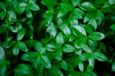 Yemyeşil yaprakların yakın plan çekimi yoğun bir doğal arkaplan oluşturur..