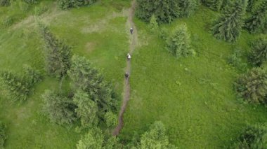 Orman yolunda yürüyen insanların insansız hava aracı görüntüsü. Orman yolunda yürüyen insanlar üzerinde en üst seviye insansız hava aracı uçuşu..