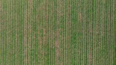 Güzel bir sonbahar günbatımında kuru bir tarımın insansız hava aracı görüntüleri..