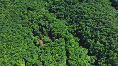 An expansive view reveals a lush forest canopy thriving with diverse greenery. Sunlight filters through leaves, showcasing natures untouched splendor in a vibrant wilderness setting.