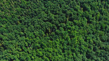 A dense forest stretches as far as the eye can see, filled with vibrant green trees under a clear blue sky. Sunlight filters through the leaves, creating a serene atmosphere.