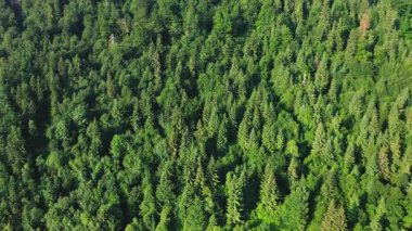 Kozalaklı bir ormandaki ağaçların insansız hava aracı görüntüleri. Kuş bakışı bir ağaçtan kozalaklı bir ormanda ağaçların tepeleri..
