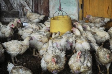 Kümes hayvanları, ördekler, ördekler ve tavuklar.                               