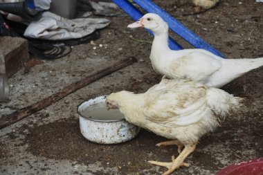 Kümes hayvanları, ördekler, ördekler ve tavuklar.                               