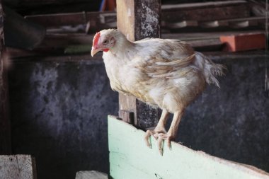 Kümes hayvanları, ördekler, ördekler ve tavuklar.                               