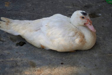 Kümes hayvanları, ördekler, ördekler ve tavuklar.                               