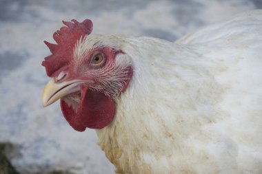 Kümes hayvanları, ördekler, ördekler ve tavuklar.                               