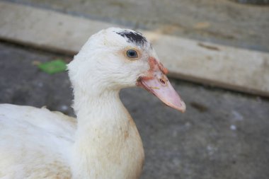 Kümes hayvanları, ördekler, ördekler ve tavuklar.                         