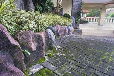 Dracaena refleksi çok güzel yaprakları olan bir bitkidir..