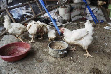 Kümes hayvanları, ördekler, ördekler ve tavuklar.