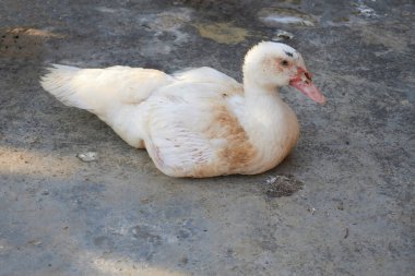   Kümes hayvanları, ördekler, ördekler ve tavuklar.                             